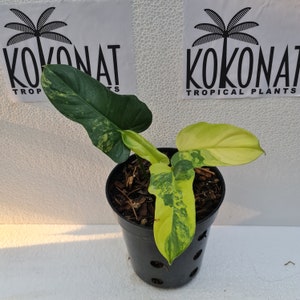 Philodendron bipennifolium variegated - Etsy 日本