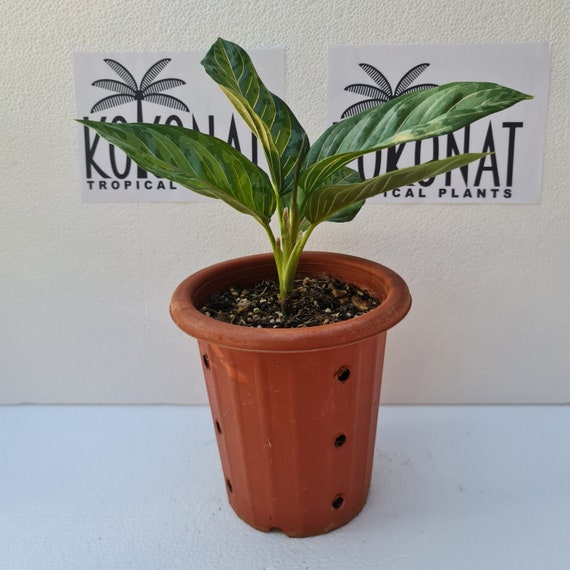 Aglaonema Rotundum X Pictum Tricolor Plants Retail