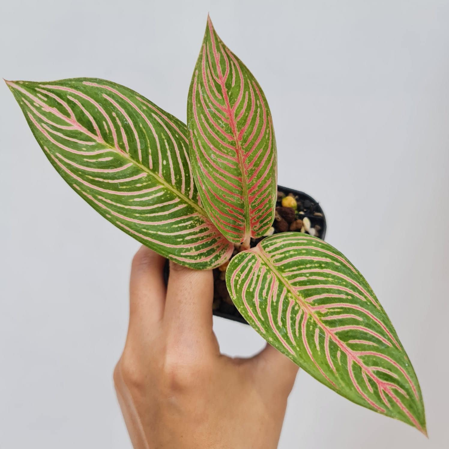 アグラオネマ ゴールデンホープ 1株 アグラオネマ ゴールデンホープ