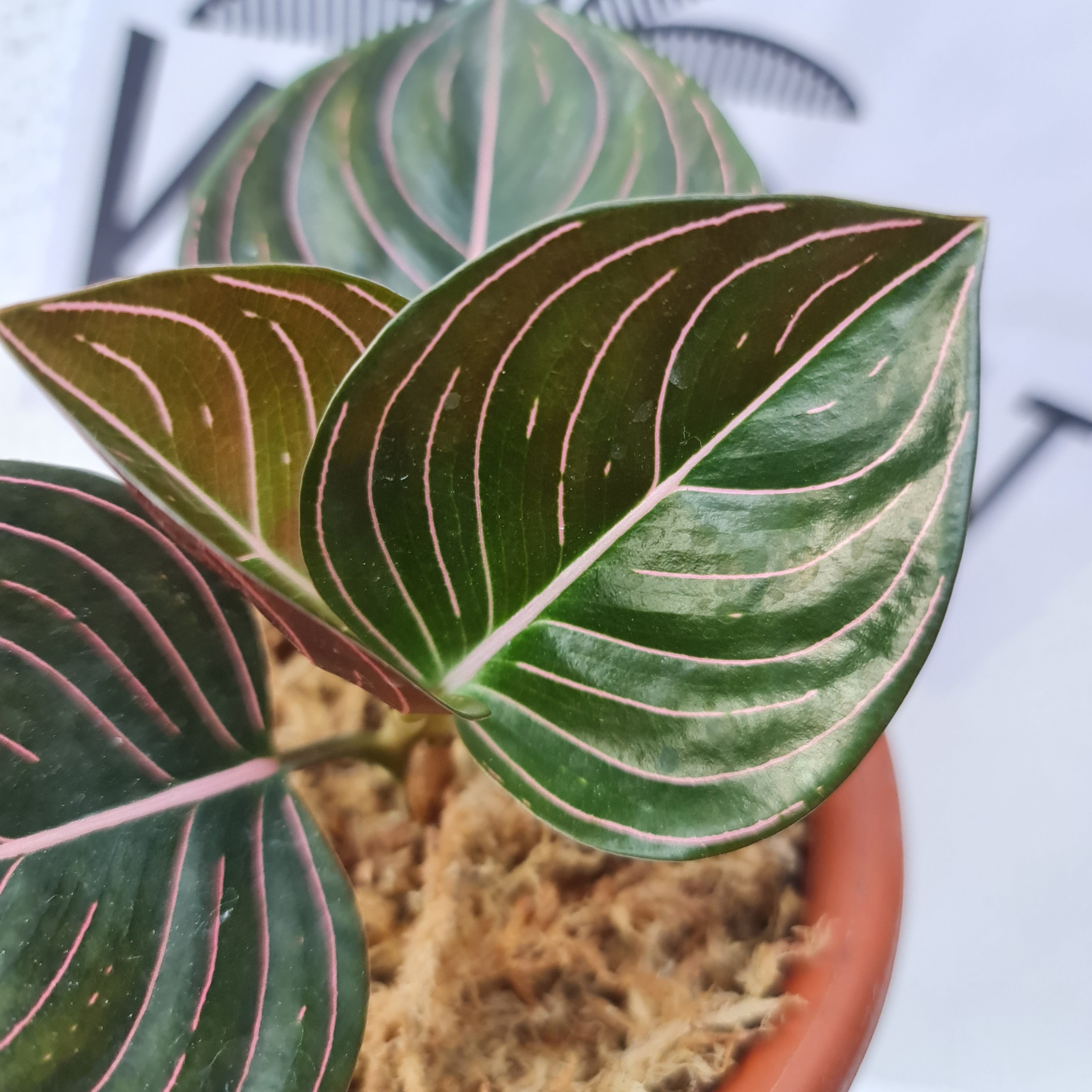 2. Aglaonema pictum Aceh Sumatra T-131220-b-6 アグラオネマ 観葉