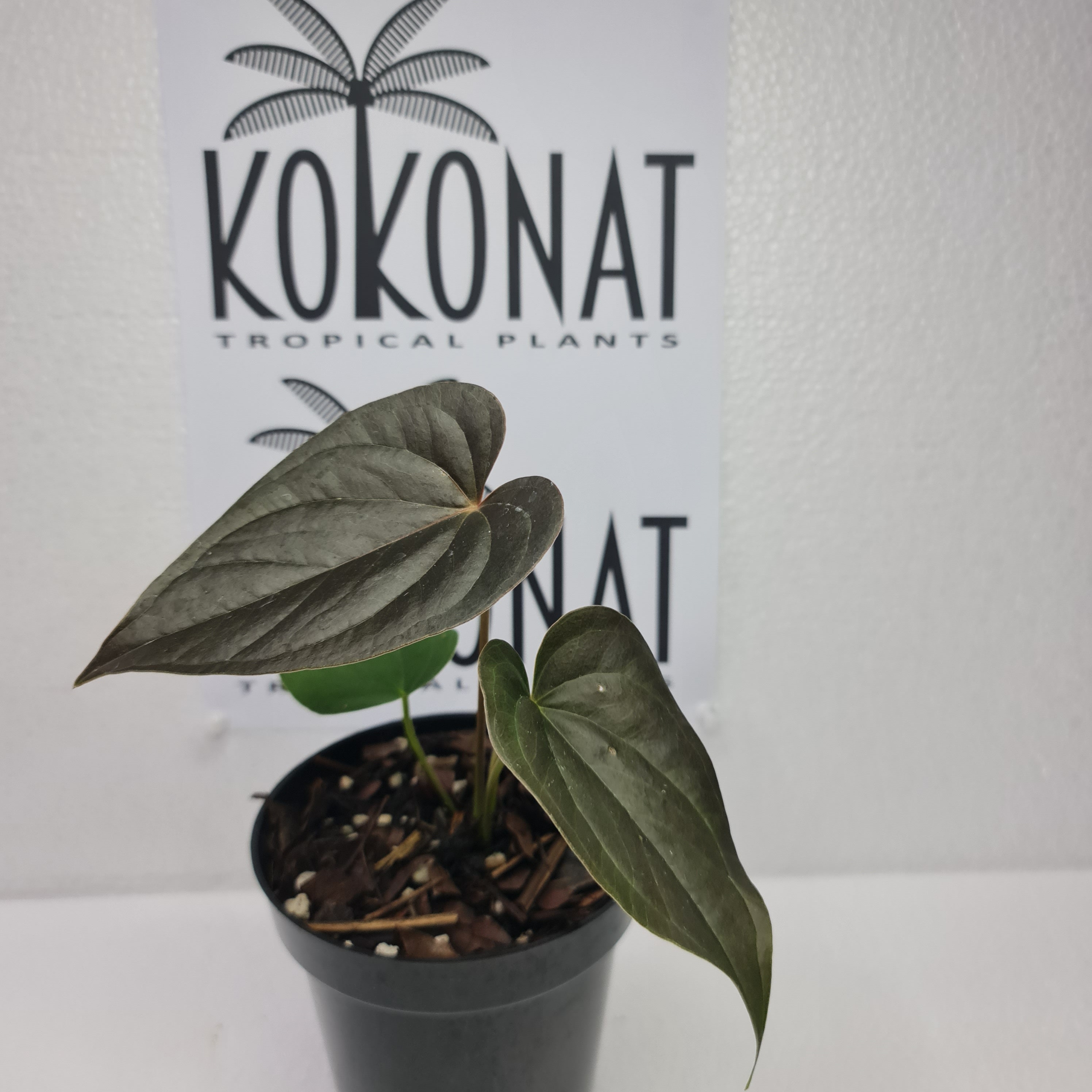 Anthurium moodeanum / アンスリウム・ムーデアナム② Anthurium moodeanum / アンスリウム・ムーデアナム②