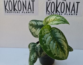 Scindapsus Pictus Exotica Silver Plants Retail / Wholesale