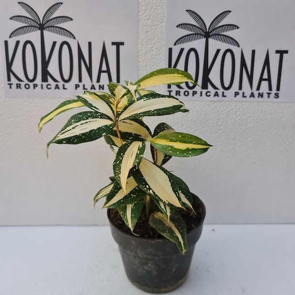 Dracaena Milkyway variegated Plants Retail / Wholesale