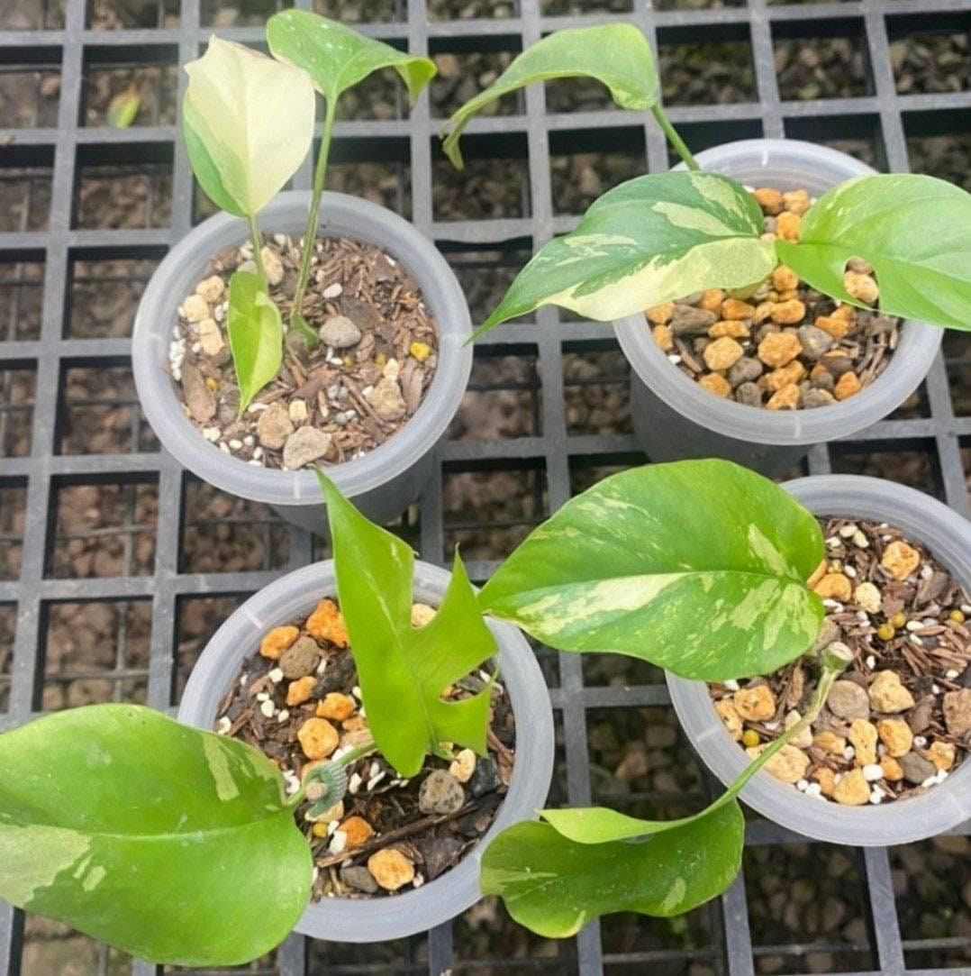 Rhaphidophora tetrasperma variegated - Etsy 日本