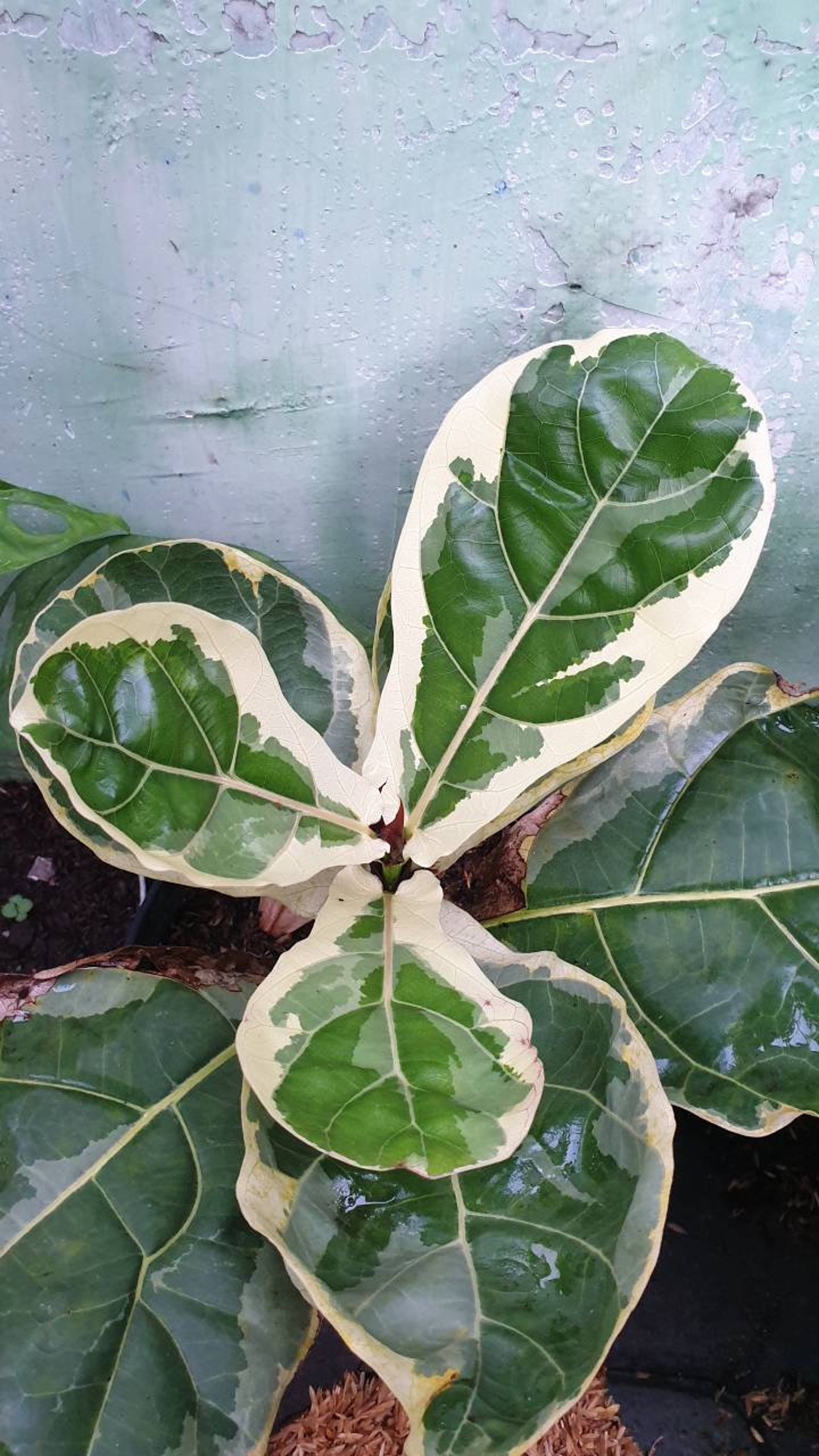 Variegated Fiddle Leaf Fig Small Indoor Plants Free Etsy