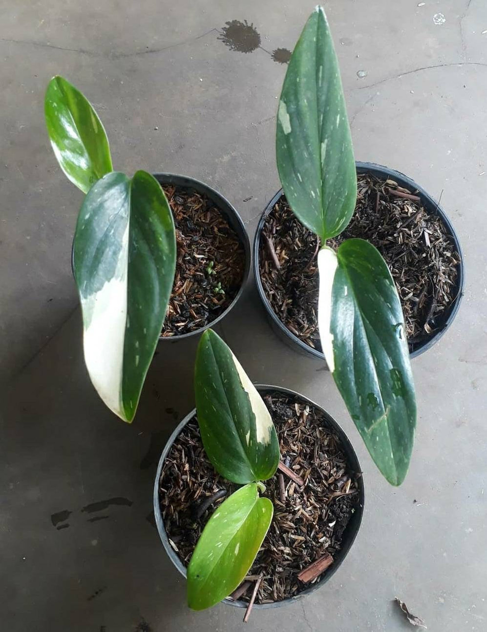 Rare Philodendron Standleyana Variegated White Plants Free Etsy