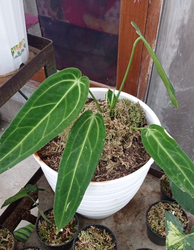 Super Rare Anthurium Warocqueanum Aka the QUEEN ANTHURIUM Etsy