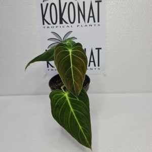 Philodendron Melanochrysum Plants Retail / Wholesale