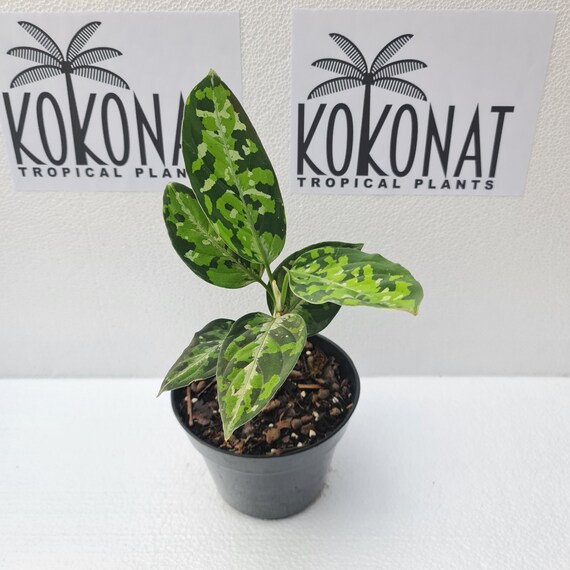 NEO.東大阪】Aglaonema pictum Aceh Sumatra T-291219-b-5 増殖株 1株