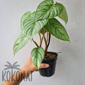 Philodendron sodiroi - Etsy 日本 Philodendron sodiroi - Etsy 日本