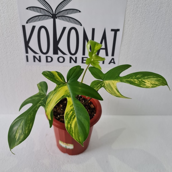 Philodendron Florida Beauty Variegato 2-4 foglie Piante Vendita al dettaglio / all'ingrosso