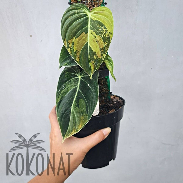 Philodendron Melanochrysum Variegated RARE plants