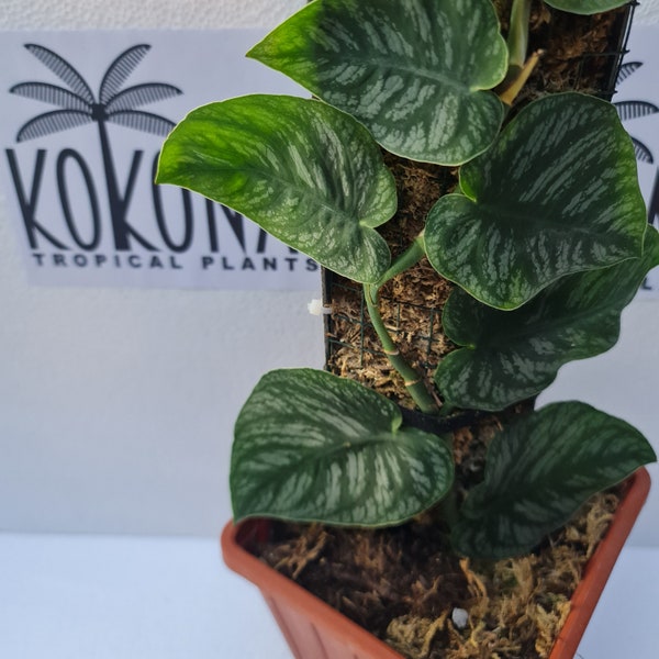 Big Promo Rare Monstera Dubia Plants Retail / Wholesale