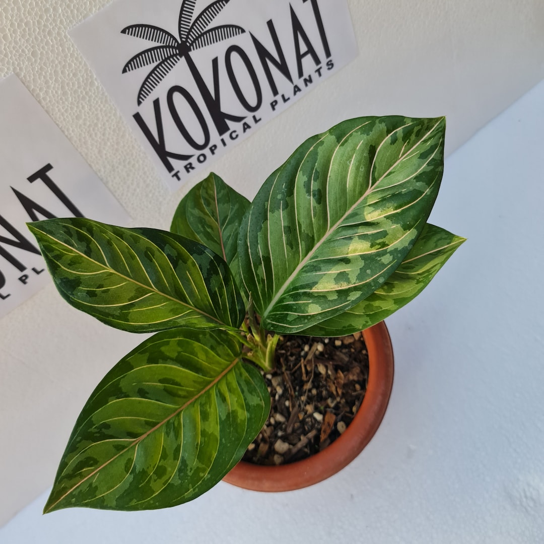 【Weed】Aglaonema pictum How to Grow and Care for Aglaonema Pictum Tricolor