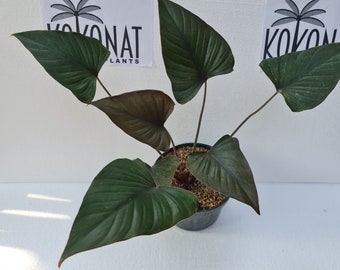 Homalomena Black Starter Plant (ALL STARTER PLANTS Require Homalomena Black Starter Plant (ALL STARTER PLANTS Require