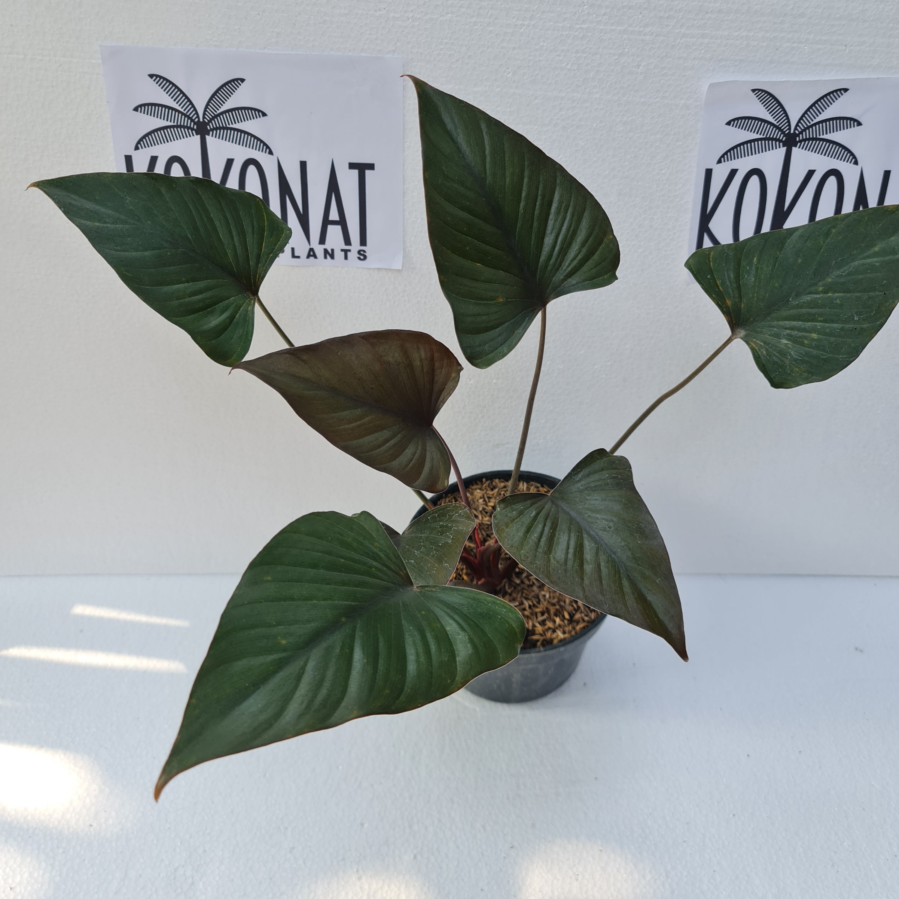 8月中セール★ 斑入り ホマロメナ homalomena rubescens 8月中セール☆ 斑入り ホマロメナ homalomena rubescens Homalomena