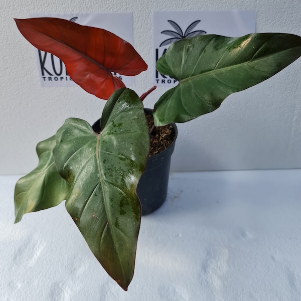 Big Promo Seltene Philodendron Dark Lord Pflanzen Einzelverkauf / Grosshandel