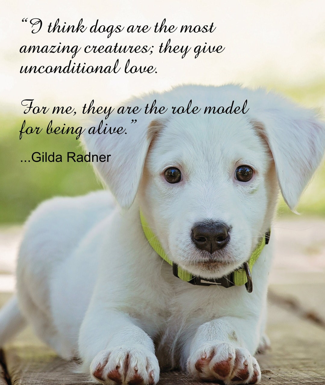 Dogs Unconditional Love Quote Wall Art