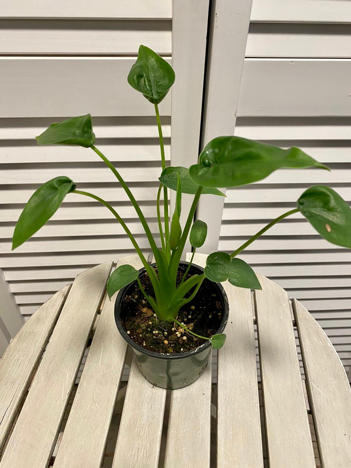 Alocasia Tiny Dancer Elephant Ear Plant 4 Pot