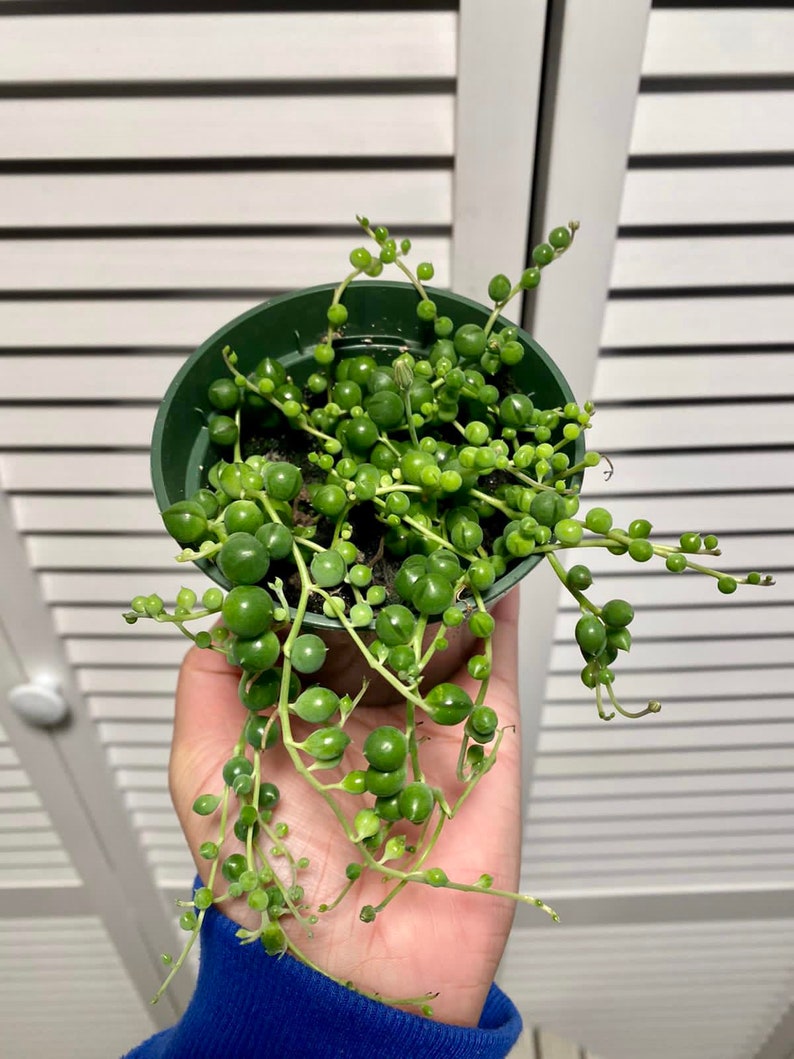3.5 Pot Senecio Rowleyanus Live Succulent Plant String of Pearls