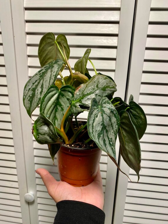 Philodendron Brandi Philodendron Brandtianum Silver Leaf Etsy