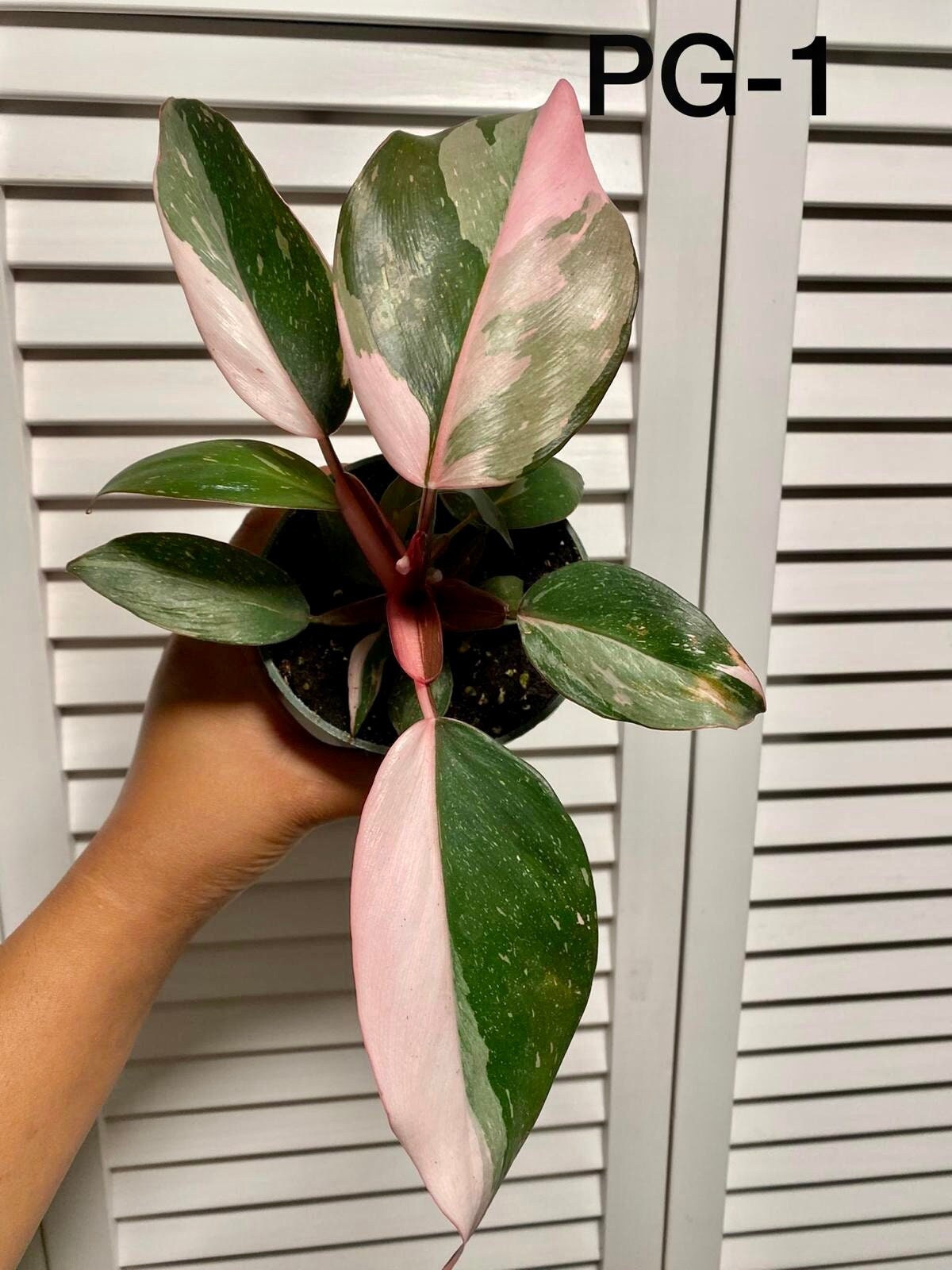 Philodendron Pink Princess - 4” Pot