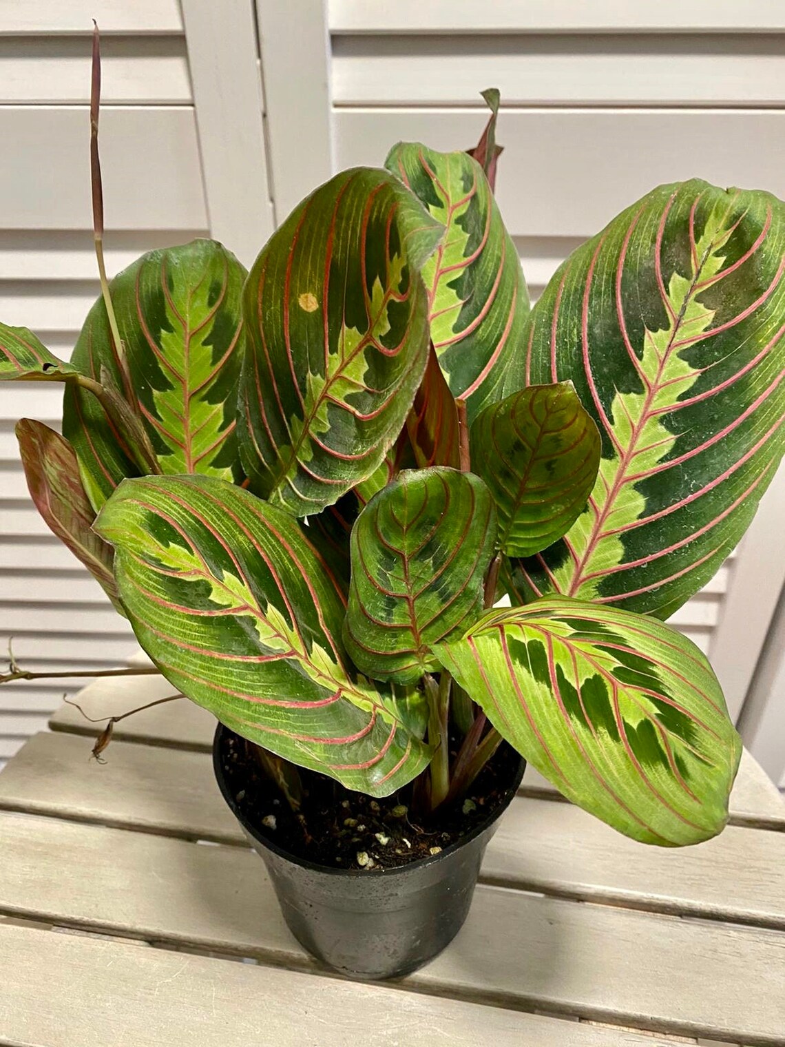 Red Maranta Leuconeura Prayer Plant 4'' Pot Etsy