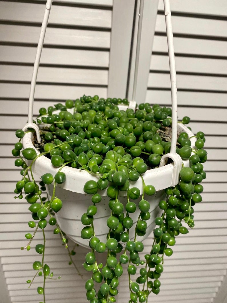 String of Pearls 6 Hanging Basket Senecio Rowleyanus Etsy