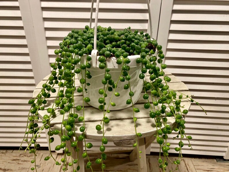 String of Pearls 6 Hanging Basket Senecio Rowleyanus Etsy