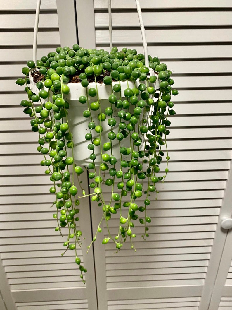 String of Pearls 6 Hanging Basket Senecio Rowleyanus Etsy