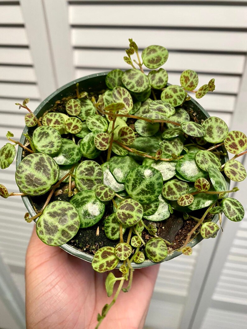 String of turtles Peperomia Prostrata plant 4 Pot Etsy