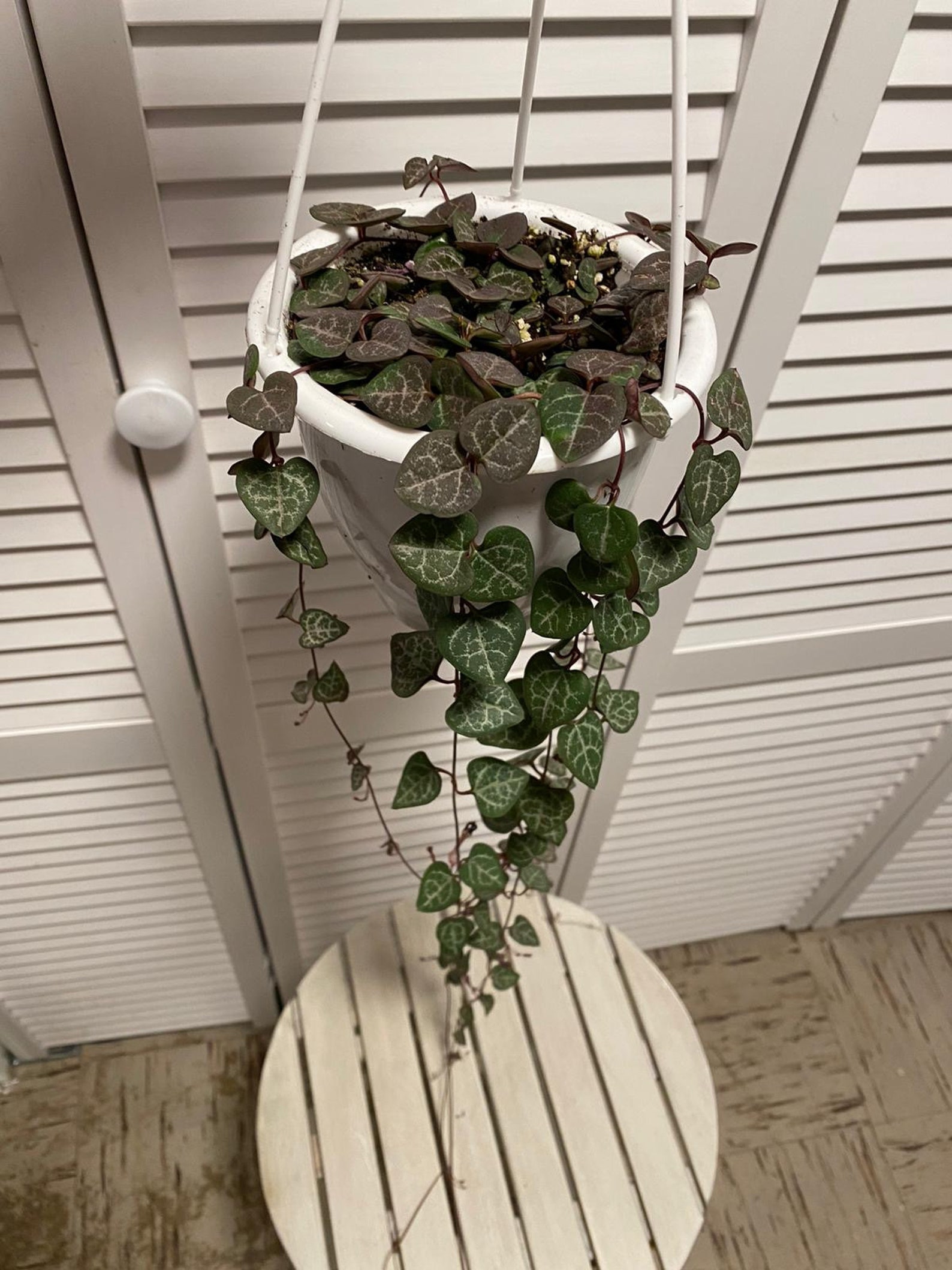 string of hearts plant near me string of hearts plant near me