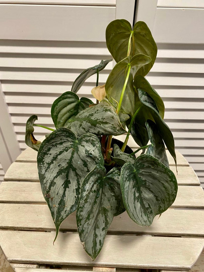 Philodendron Brandi Philodendron Brandtianum Silver Leaf Etsy
