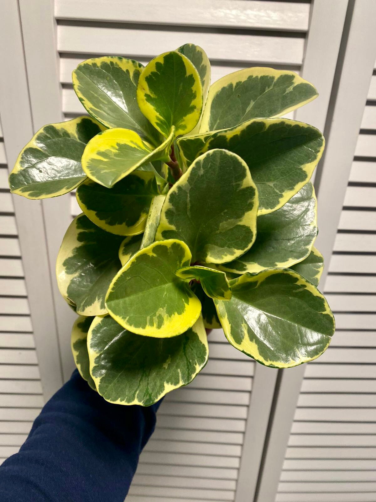 Peperomia obtusifolia Variegata Variegated Baby Rubber