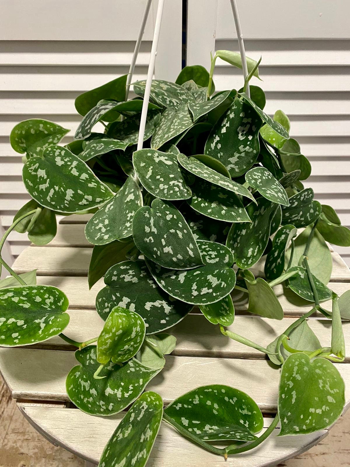 Pothos Silver Satin Scindapsus Pictus Argyraeus 4 5 6 Hanging Basket