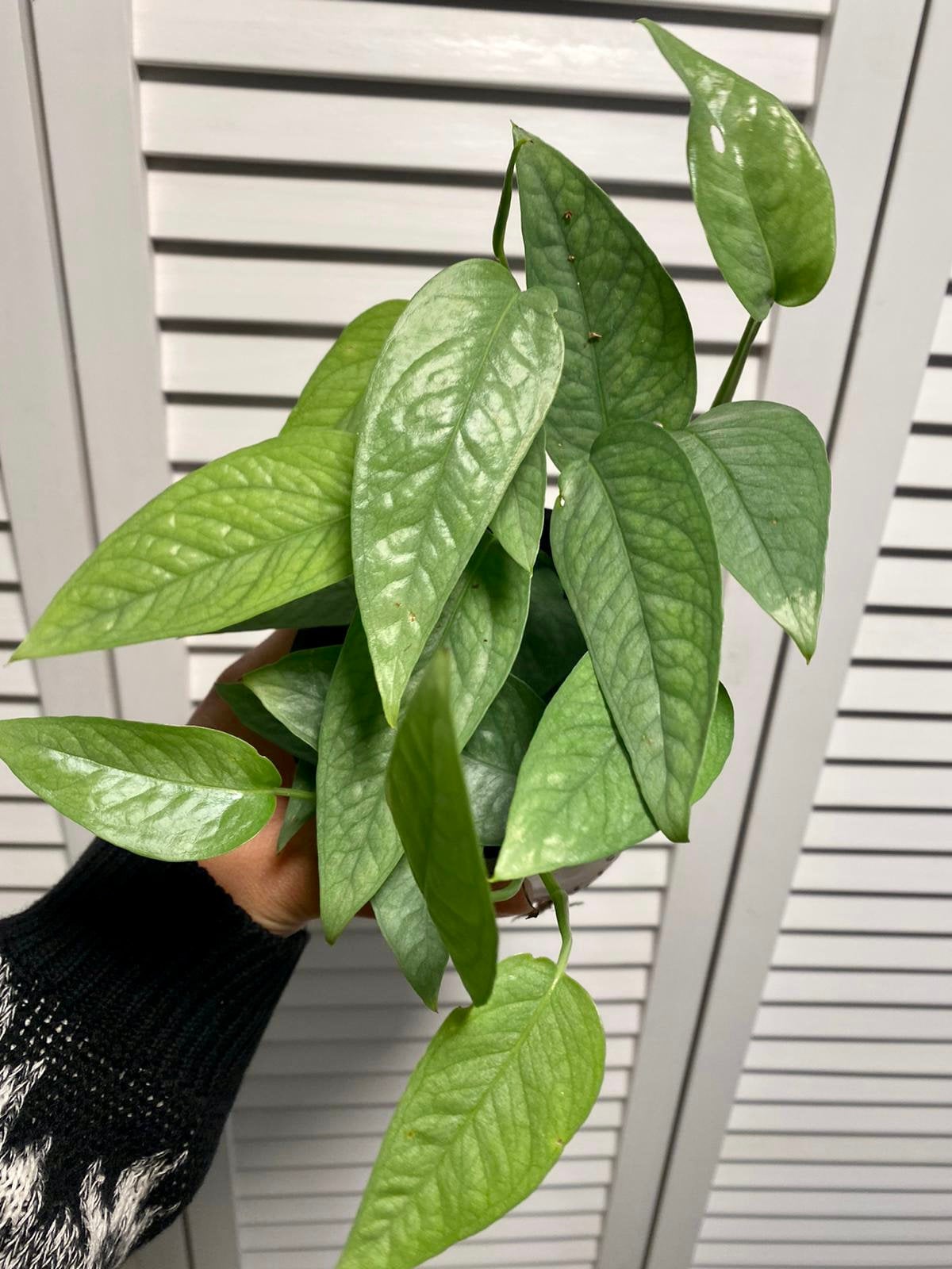 Pothos Cebu Blue Epipremnum Pinnatum Cebu Blue Etsy Canada