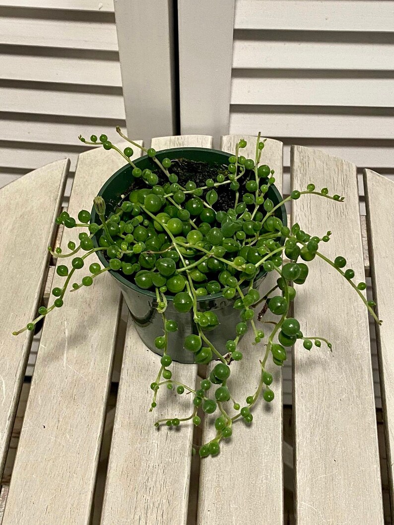 3.5 Pot Senecio Rowleyanus Live Succulent Plant String of Pearls