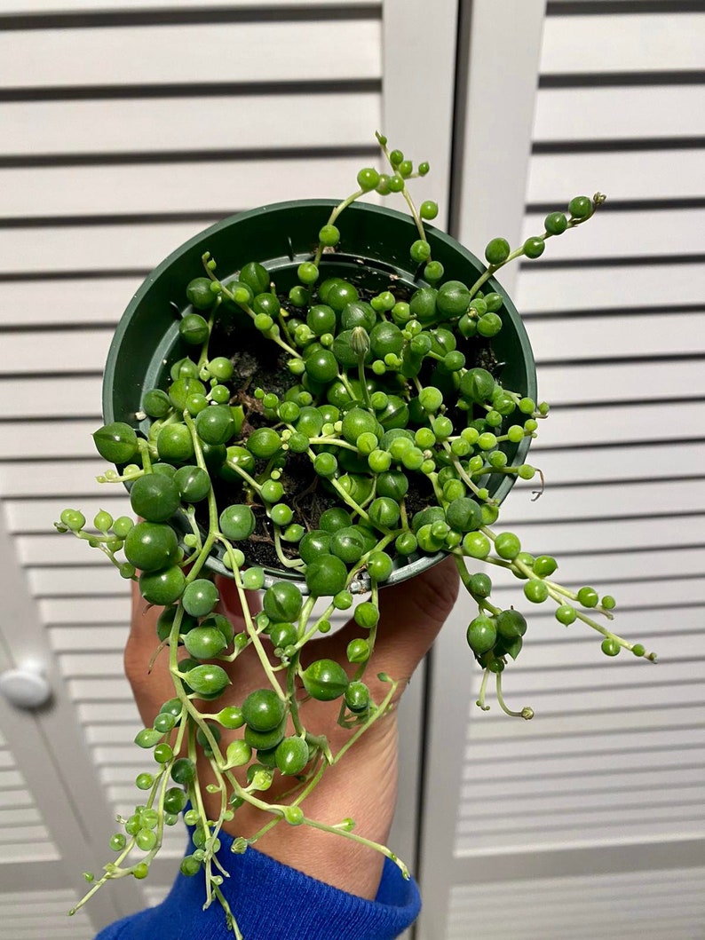 3.5 Pot Senecio Rowleyanus Live Succulent Plant String of Pearls