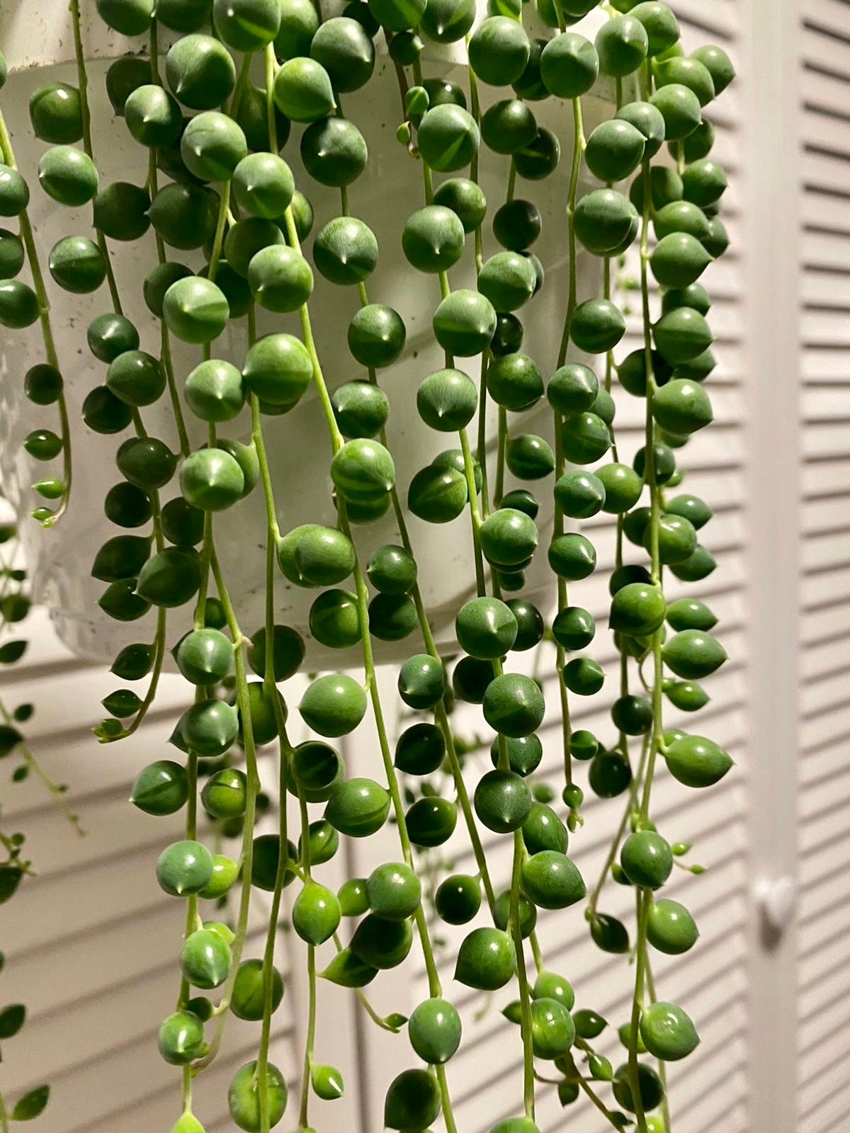 String of Pearls 6 Hanging Basket Senecio Rowleyanus Etsy