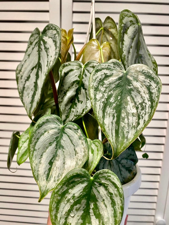Philodendron Brandi Philodendron Brandtianum Silver Leaf Etsy Philodendron Brandi Philodendron Brandtianum Silver Leaf Etsy