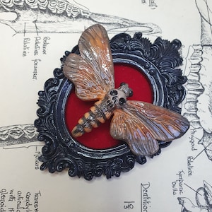 Può includere: Un'immagine incorniciata in nero con uno sfondo in velluto rosso presenta una falena arancione e marrone dettagliata, dipinta a mano, con una testa simile a un teschio.