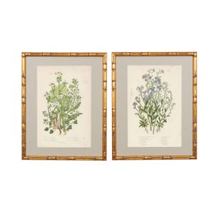 Conjunto de dos ilustraciones botánicas británicas del siglo XIX remasterizadas, enmarcadas en dorado, con paspartú de tela - N.° 17 y 144