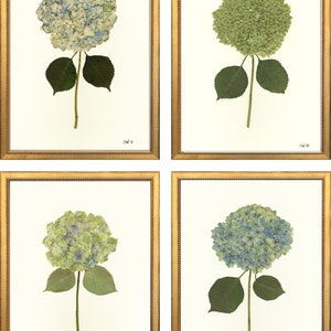 Set of Four Pressed Hydrangea Giclées V – VIII