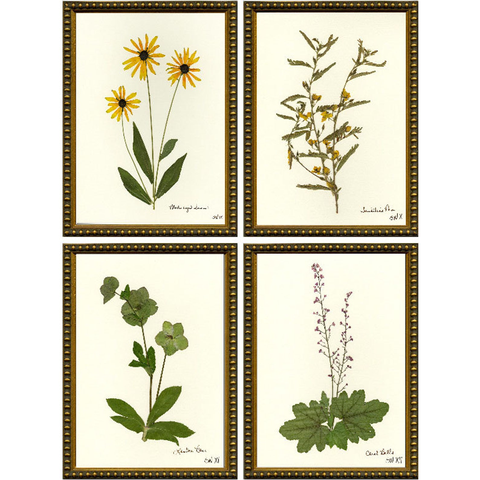 Set of Four Pressed Wildflowers Giclées 9 12 Etsy