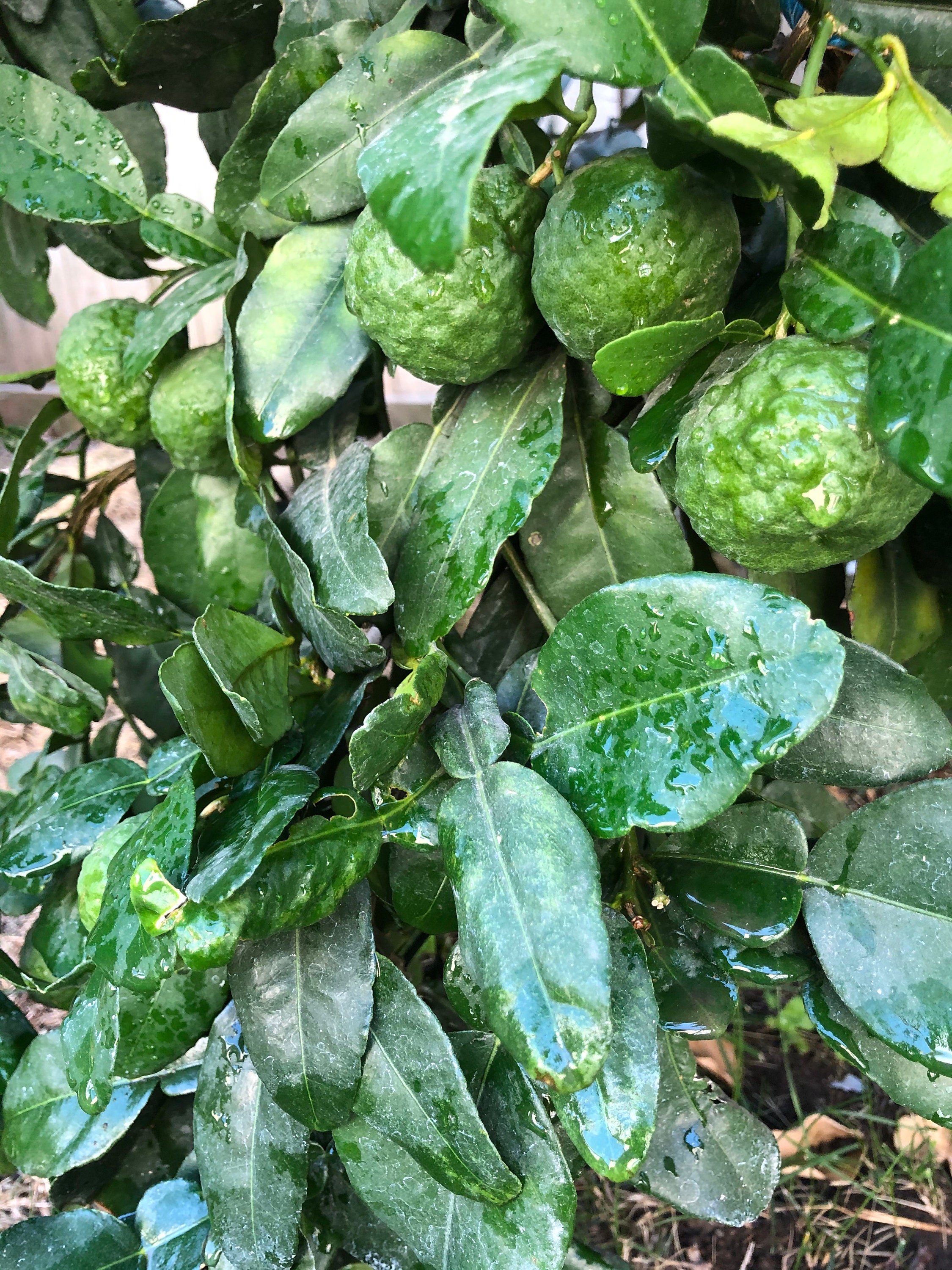 Kaffir lime leaves organic, fresh, no gmo