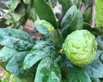 Kaffir or Keiffer lime fruit, organic, fresh, no gmo