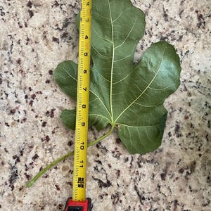 Fresh Hand-picked Fig Leaves, Organic, no gmo, no pesticides, all natural