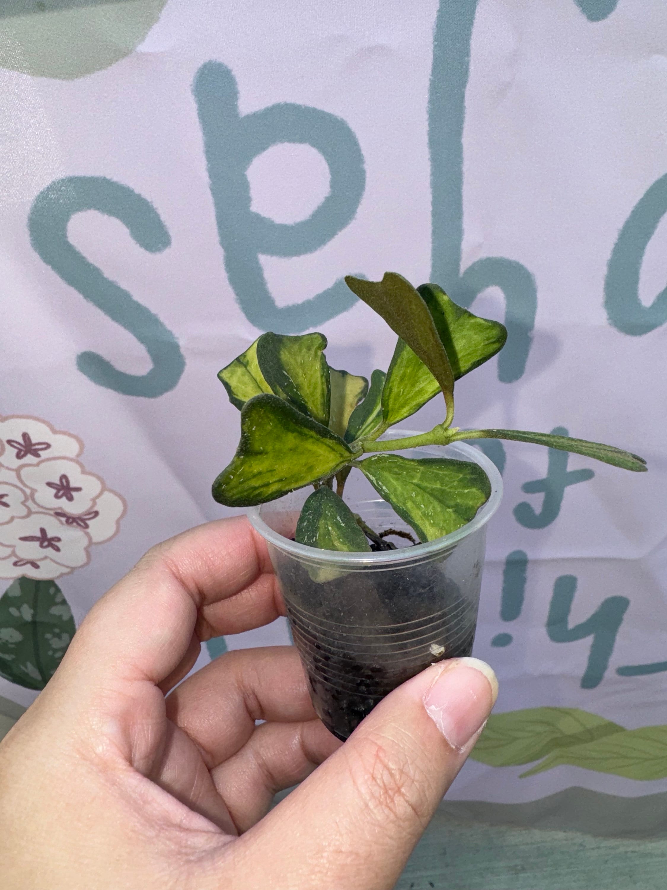 Hoya Manipurensis Philo - Etsy