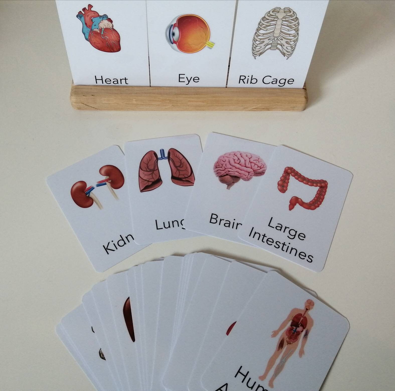 Human Anatomy Flashcards. Learning. Human Body. Handmade. Etsy UK