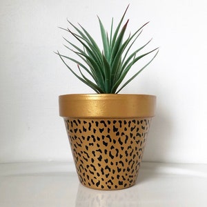 May include: A terracotta planter with a gold rim and black leopard print design. A green succulent plant is in the planter.